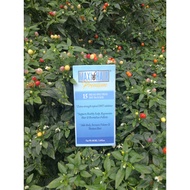 Tonic Vitamin Penumbuh Pelebat Rambut Gugur Botak Alopesia Genetik Maxi Hair Premium Biotin DHT Bloc