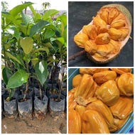 Anak pokok cempedak durian hybrid 2 kaki tinggi