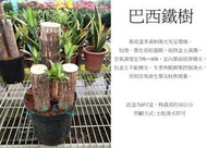 心栽花坊-巴西鐵樹/香龍血樹/8吋/觀葉植物/室內植物/綠化植物/售價560特價500