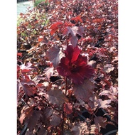 11-Inch Pot Maple Tree