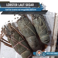 Lobster Laut Besar 1Kg 250-350 Gram/Lobster Pasir/Lobster Laut