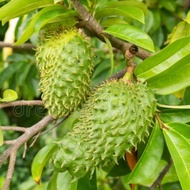 10 Biji Benih Durian Belanda / Soursop Seeds 红毛榴莲种子