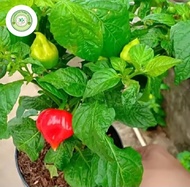 Bibit Tanaman Hidup CABE PAPRIKA - Bibit Pohon Cabai Paprika Reaper Dalam Polibag