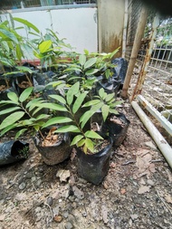 Pokok Buah Nona /castard Apple Plant more than 15cm