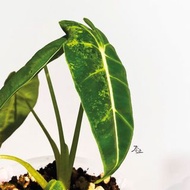 黃斑綠天鵝絨 Alocasia frydek variegated