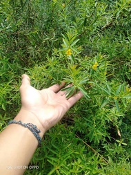 Bibit seribu bintang bunga kuning 30cm