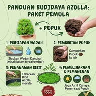 Azolla Super Premium Seeds 1 kg seeds - Animal Feed, Shipping Resistant, Ready to Cultivation of ani