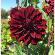 DINNERPLATE  DAHLIA TUBER ID Arabian Night