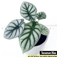 Termurah Tanaman Hias Alocasia Dragon Silver - Alocasia Silver Dragon