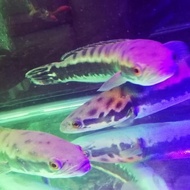 Ikan Hias Predator Gabus Toman / Channa Micropeltes Big Size Desmarini