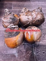 Boophone haemanthoides 巨鳳之卵