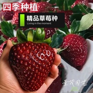Black Pearl Strawberry Seeds Cream Strawberry Seeds Four Seasons Result Potted Plants North Southern