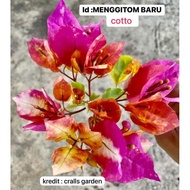 Bunga Kertas ID RARE MENGGITOM BOUGAINVILLEA