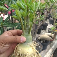 (Terlaris) Bibit Bahan Bonsai Adenium Bonggol Besar Kamboja Jepang