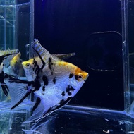 LIVE FISH | Yellow Koi Angelfish 三色神仙鱼 2.5Inch+-