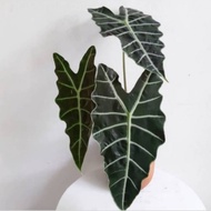 tanaman Keladi Amazon caladium/ keladi tengkorak +pot puti