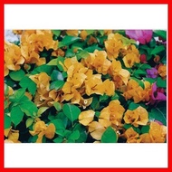 ▬ s ⍗ Bougainvillea cuttings