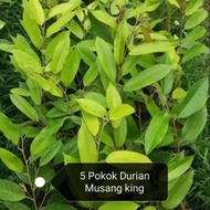 5 Pokok Anak Pokok Durian Musang King D197