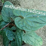 anthurium sirih dewasa / anthurium radicans