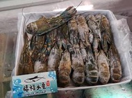 【禧福水產】印尼熔岩龍蝦/小龍蝦/肉質Q彈◇$特價580元/1kg/盒/15-20隻◇便當燒烤日本居酒屋餐廳團購可批