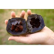 Black Sapote seedling/plant (Grafted) 巧克力布丁果树苗（嫁接）