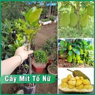 Combo of 3 female jackfruit trees (gup tree)