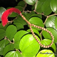 TASBIH 📿 (33biji)(99biji)dari batang pokok bidara arab