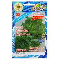Green Oak Salad Seeds Island Variety