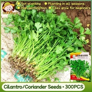 100% Original Heat Tolerant Coriander Seeds for Planting Vegetables 300pcs Fresh Organic Cilantro Li