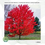 Benih Bibit Biji - Red Maple Tree (Acer rubrum) Seeds - IMPORT
