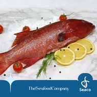 [Seaco] Red Grouper GGS - 500-600gm