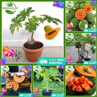 Green House® - 100% Edible Bonsai Papaya Seeds Dwarf（25 Seeds）Sweet Fruit Seeds for Planting Fruit Plants Seeds Heirloom Variety Papaya Tree Seeds Red Lady Dwarf Papaya Seeds Fresh Bonsai Seeds for Planting Vegetable Plants Seedlings Fruit Trees