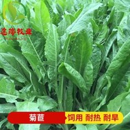 現貨 批發批發　菊苣種子飼用牧草大葉耐寒豬牛羊雞鴨兔魚養殖菊苣草種籽多年生長