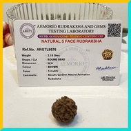 5 Mukhi (5 Face) Lab Certified Original Rudraksha Bead