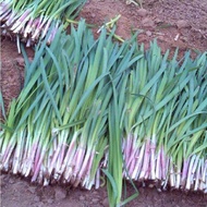 Benih Daun Kucai Ungu 100pcs/Chives/紫根韭菜籽