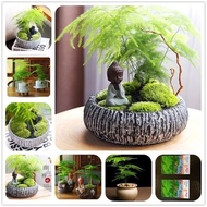 50 Pcs/Pack Asparagus Fern Tree Seeds Evergreen Indoor Potted Plants Bonsai Seeds for Home Garden Ea