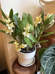 蘭花 春石斛 黃鑽戒
