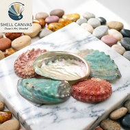 Multi-colored Abalone Shells - BATLOVENATURAL - Decorative snail shells in many sizes - Beautiful sn