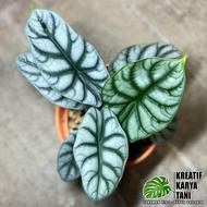 Alocasia Silver Dragon - Tanaman Hias Alocasia Silver Dragon