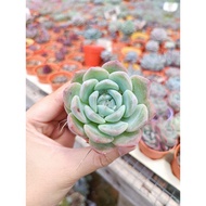 FT live succulent 全明星 5.5cm pot