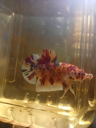Giant Indonesia Betta Fish (Can Self Pick)