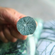 Leaf Shape AromaStone - 車用香氛石-圓葉山烏龜