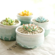 Planter Box Container Decorative Fleshy Plant Succulent Pot Flower / Succulent Plant Pot Flower Planter Flowerpot Create Design / Mint Queen Succulent Pot Creative Desktop Flower Simple Ceramic Succulent Flower Pot