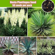 50pcs Fresh Hosta Plantingea Flower Seeds – Ornamental Bonsai Seeds for Indoor & Garden Decoration