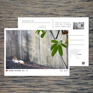 No.16臺灣明信片 / 臺中興大一村貓咪 / 任選買10送1