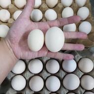 Omega Standard Free Range Chicken Eggs per 30 HT Eggs