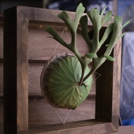 P. ridleyi 亞洲猴腦 仿真鹿角蕨 皮革工藝