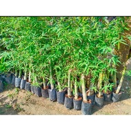 Pokok Buluh Madu Hybrid