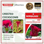Serbajadi Flower Seed Hybrid Crested Cockscomb/ Biji Benih Bunga FS004 - 1g