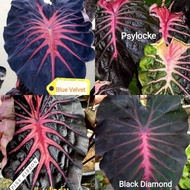 Colocasia Pink Ribbon, Black Diamond, Psylocke. Blue Velvet, King